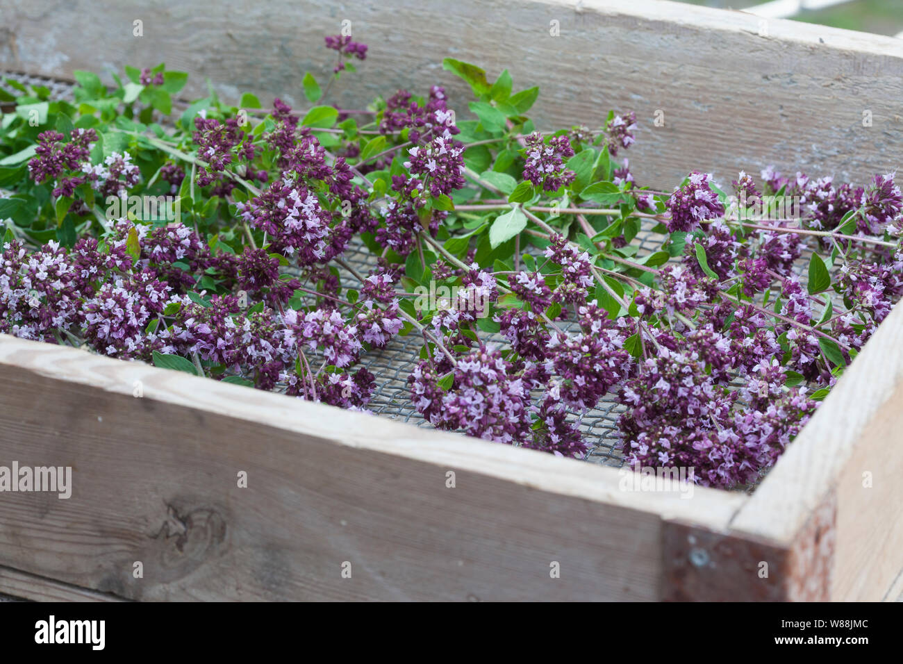 El orégano, trocknen Kräuterernte, orégano, Wilder Dost, Echter Dost, Gemeiner Dost, Dost, Origanum vulgare, orégano, mejorana silvestre Oreganum, L'orégano o Foto de stock