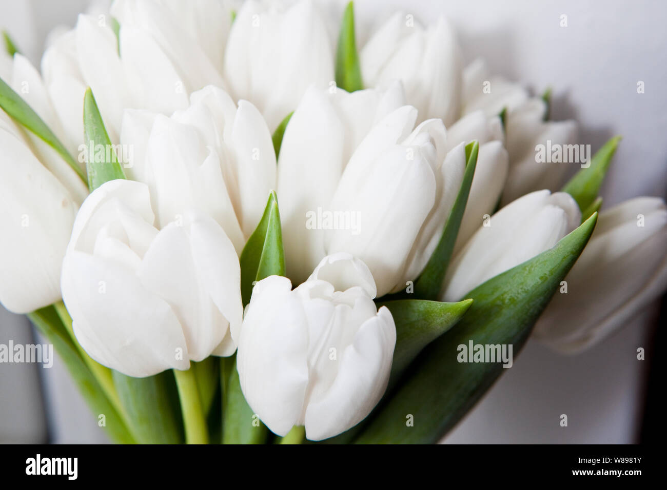 Ramo de tulipanes blancos Fotografía de stock - Alamy