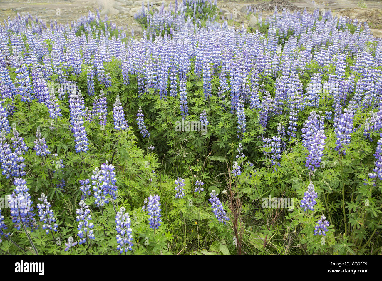 Nootka lupino (Lupinus nootkatensis), Reykjavik, Islandia el 10 de julio de 2018 Foto de stock