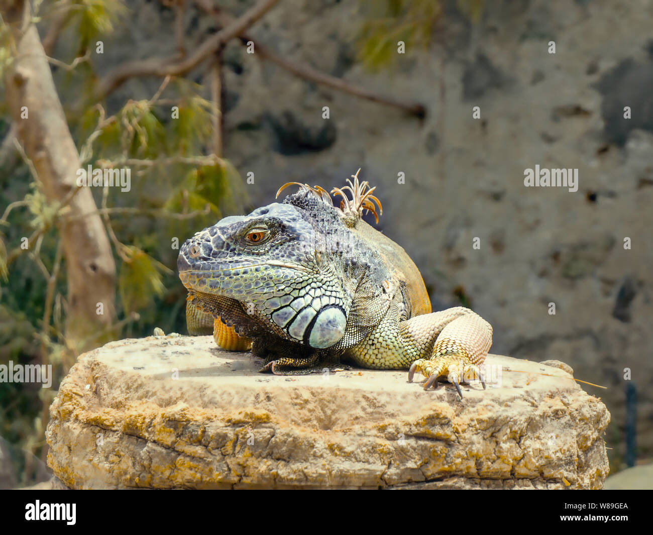 Un adulto grande iguana con diferentes tonalidades de verde y azul, así como un poco de amarillo yace sobre una roca, la pierna derecha hacia atrás, la cresta en el Foto de stock