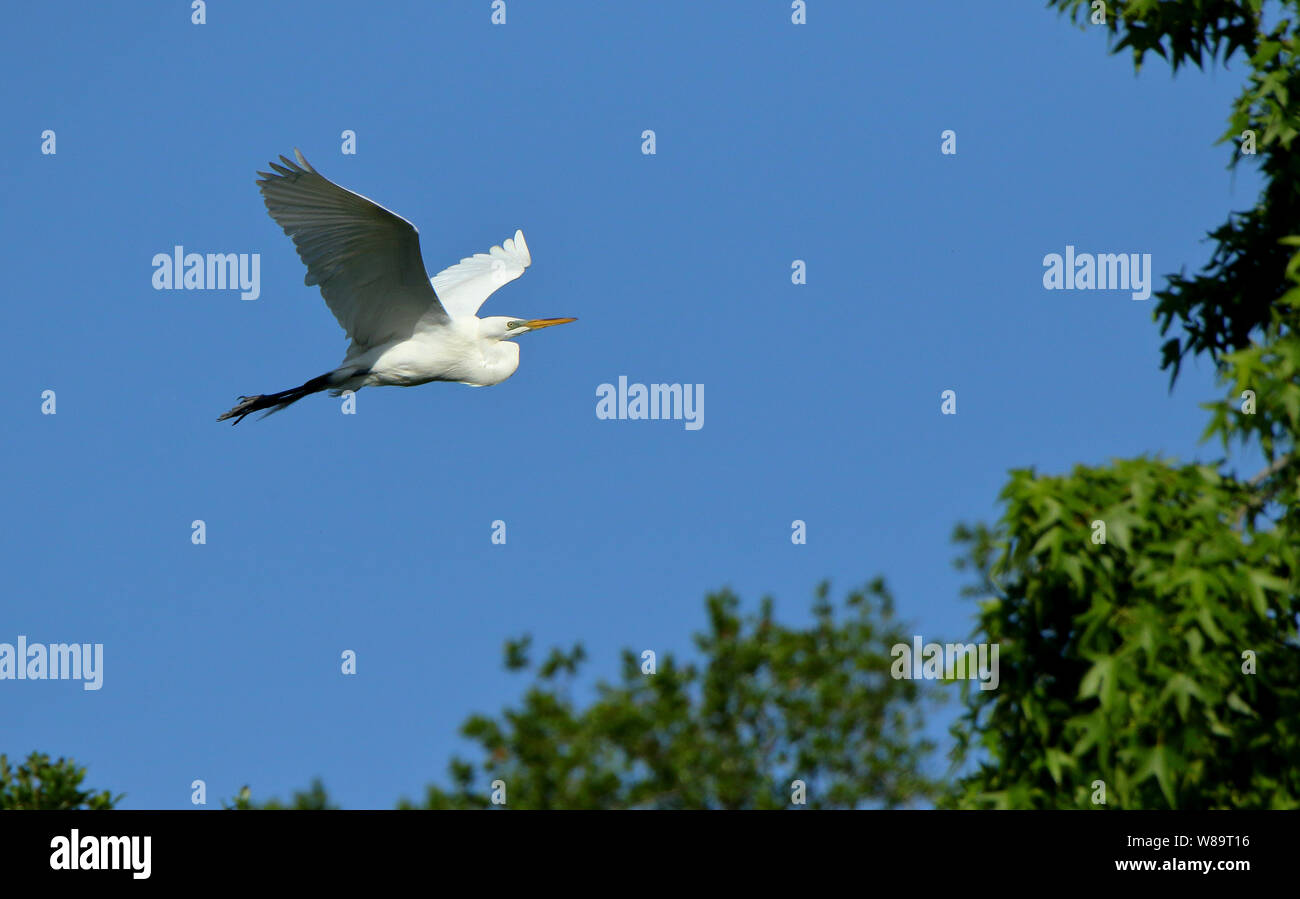 Un gran egret deslizándose con un cielo azul como fondo Foto de stock