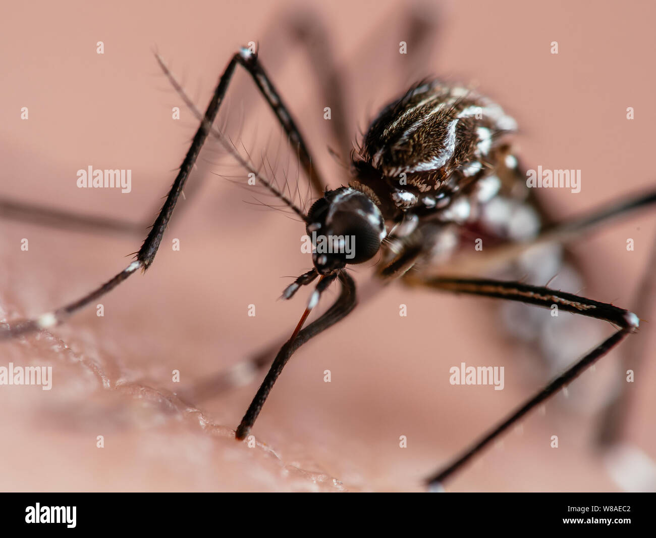 Macro de un mosquito de la fiebre amarilla (Aedes aegypti) a chupar la sangre de la piel humana Foto de stock