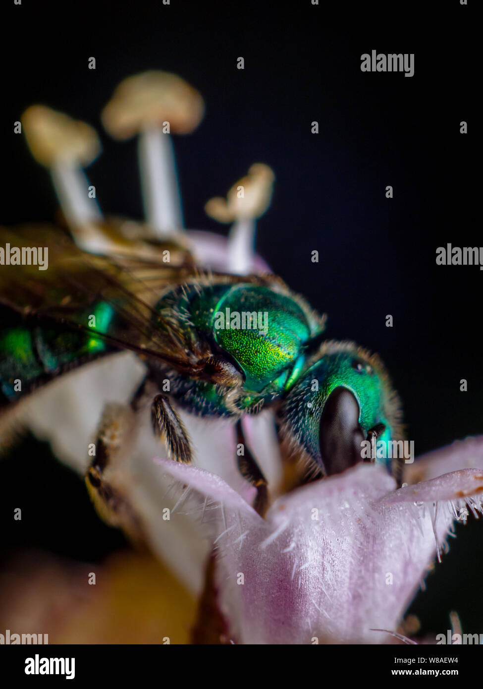 Sudor abeja fotografías e imágenes de alta resolución - Alamy