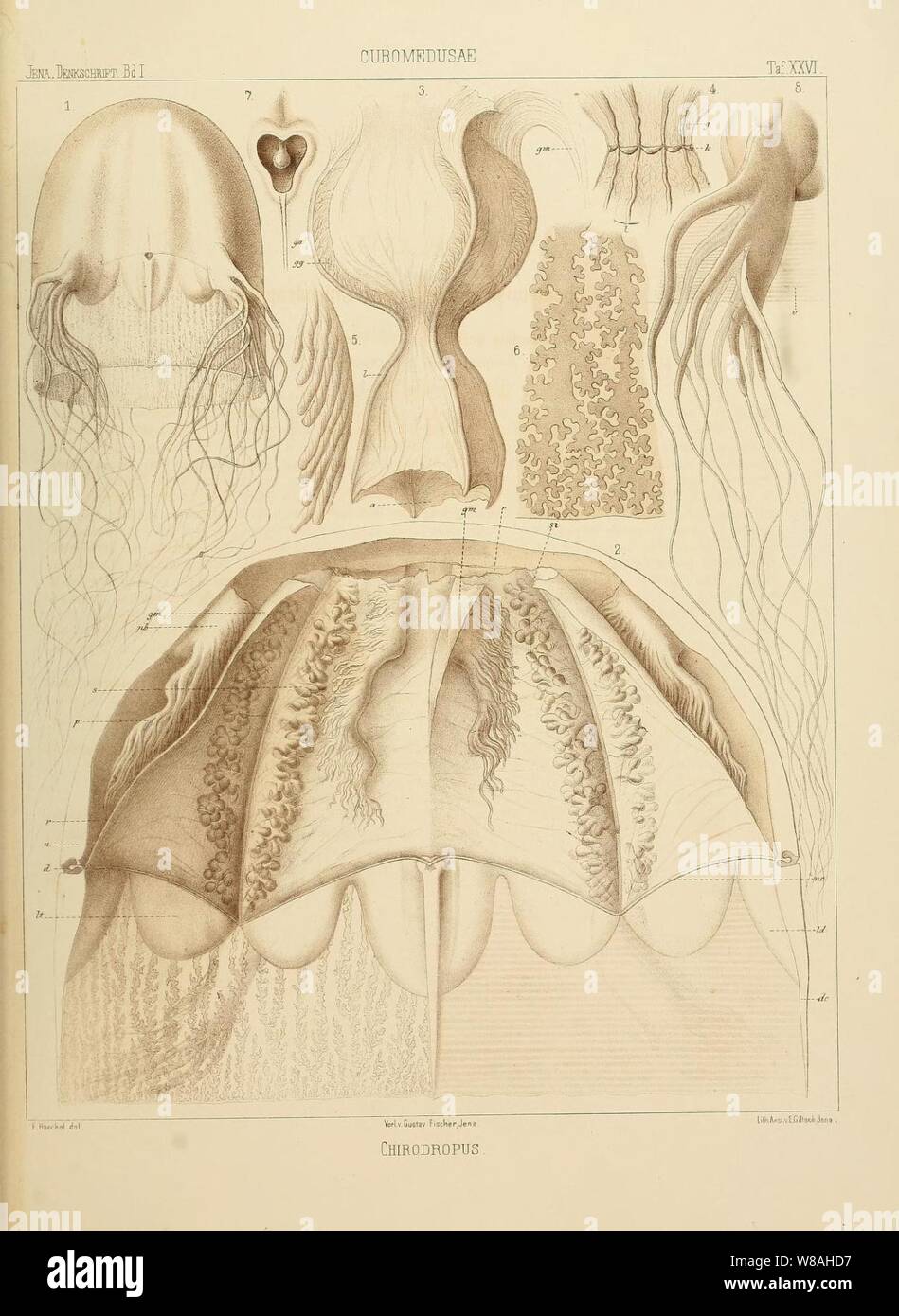 Medicinisch-Naturwissenschaftlichen Denkschriften der Gesellschaft zu Jena (taf. XXVI) (7186358887). Foto de stock