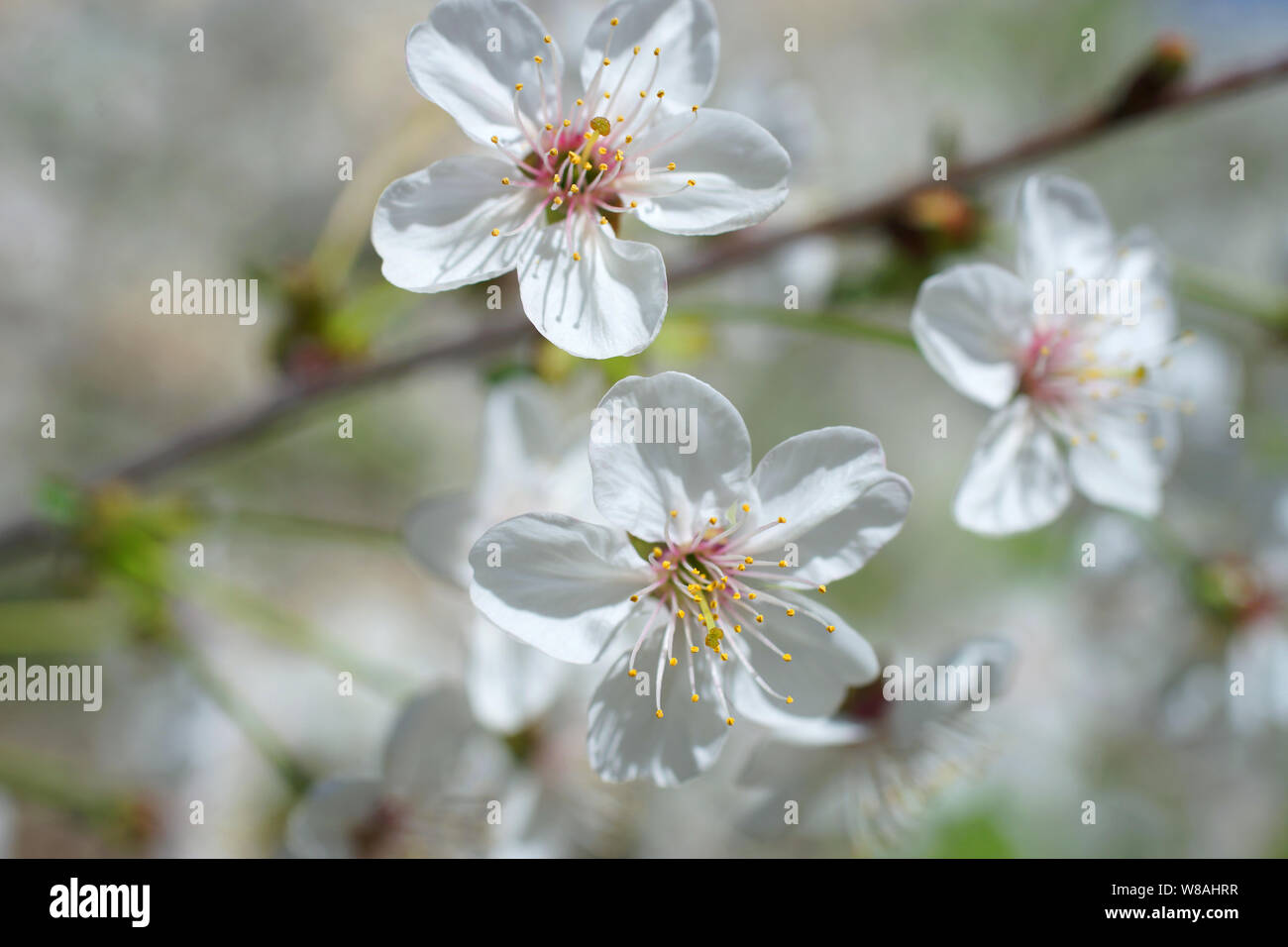 Los cerezos en flor. Sakura flores blancas Foto de stock
