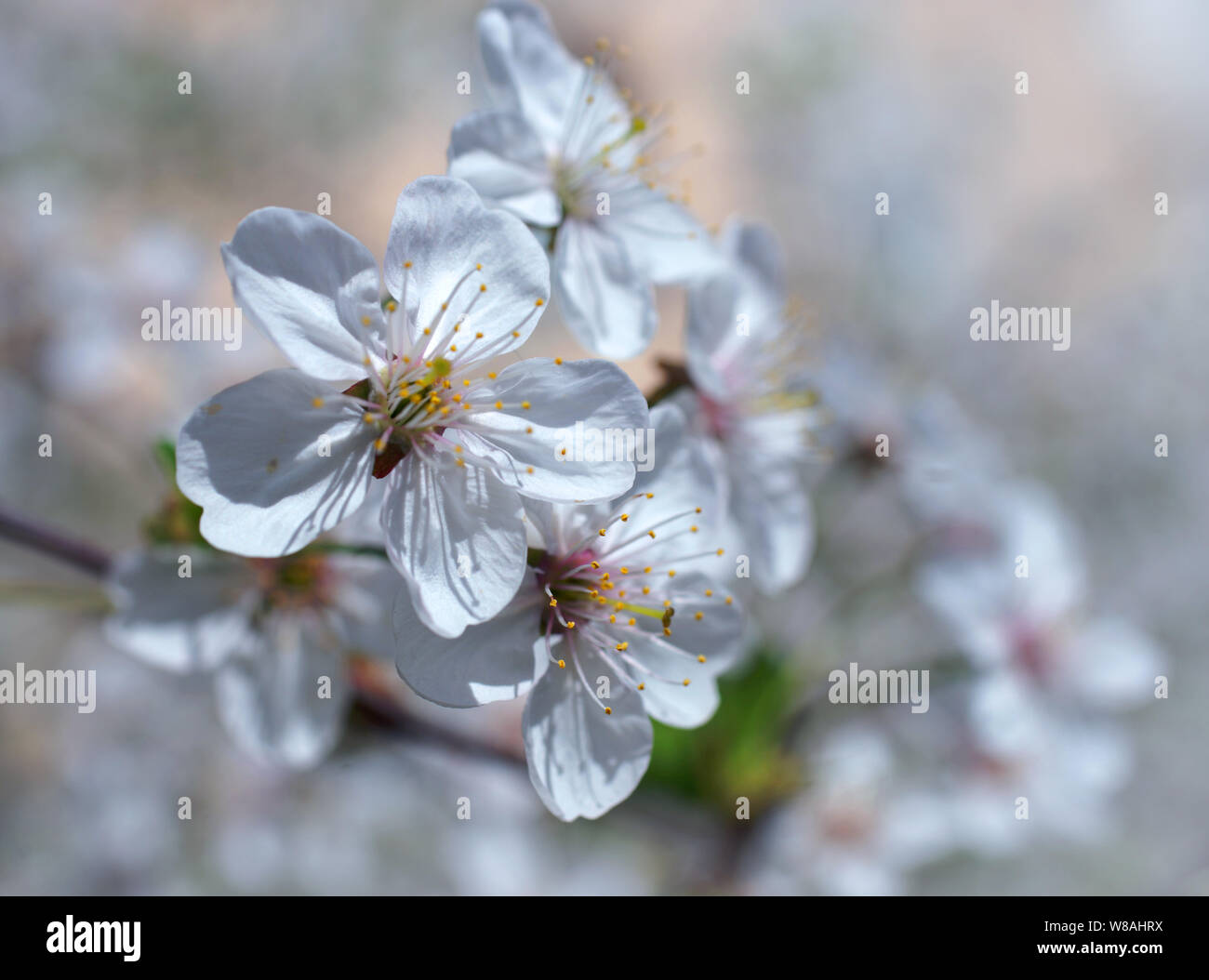 Los cerezos en flor. Sakura flores blancas Foto de stock