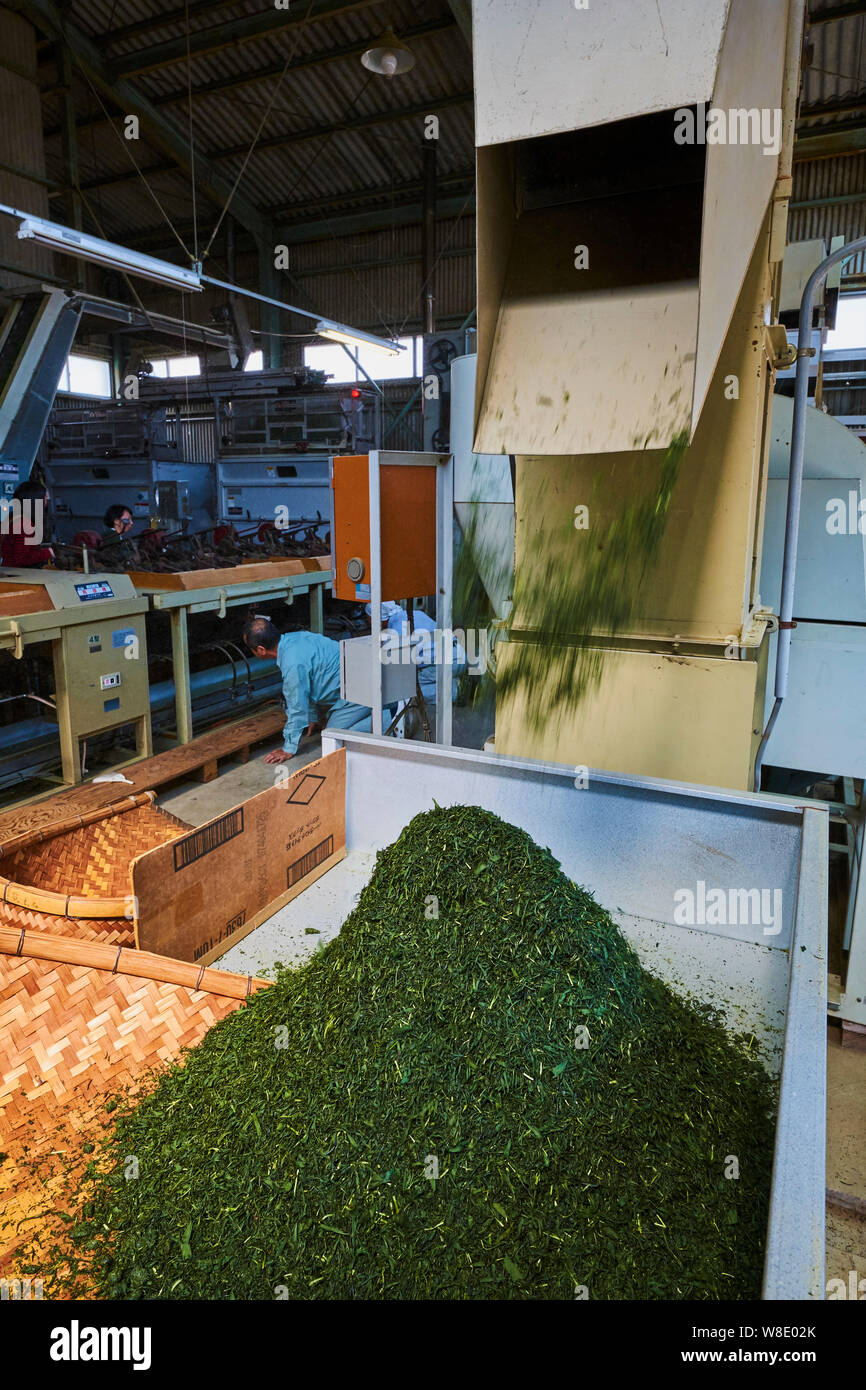 Japón, Honshu, Shizuoka, fábrica de té del Señor Mizuno de Maruichi Mizuno  Seicha Fotografía de stock - Alamy