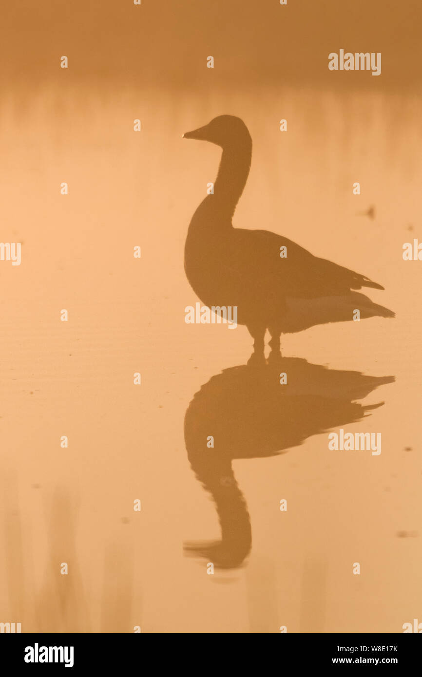 Graylag Goose / Graylag Goose / Graugans ( Anser anser ) De pie en agua poco profunda, la luz de la mañana temprano, Moody silueta, retroiluminado atmosférica shot w Foto de stock