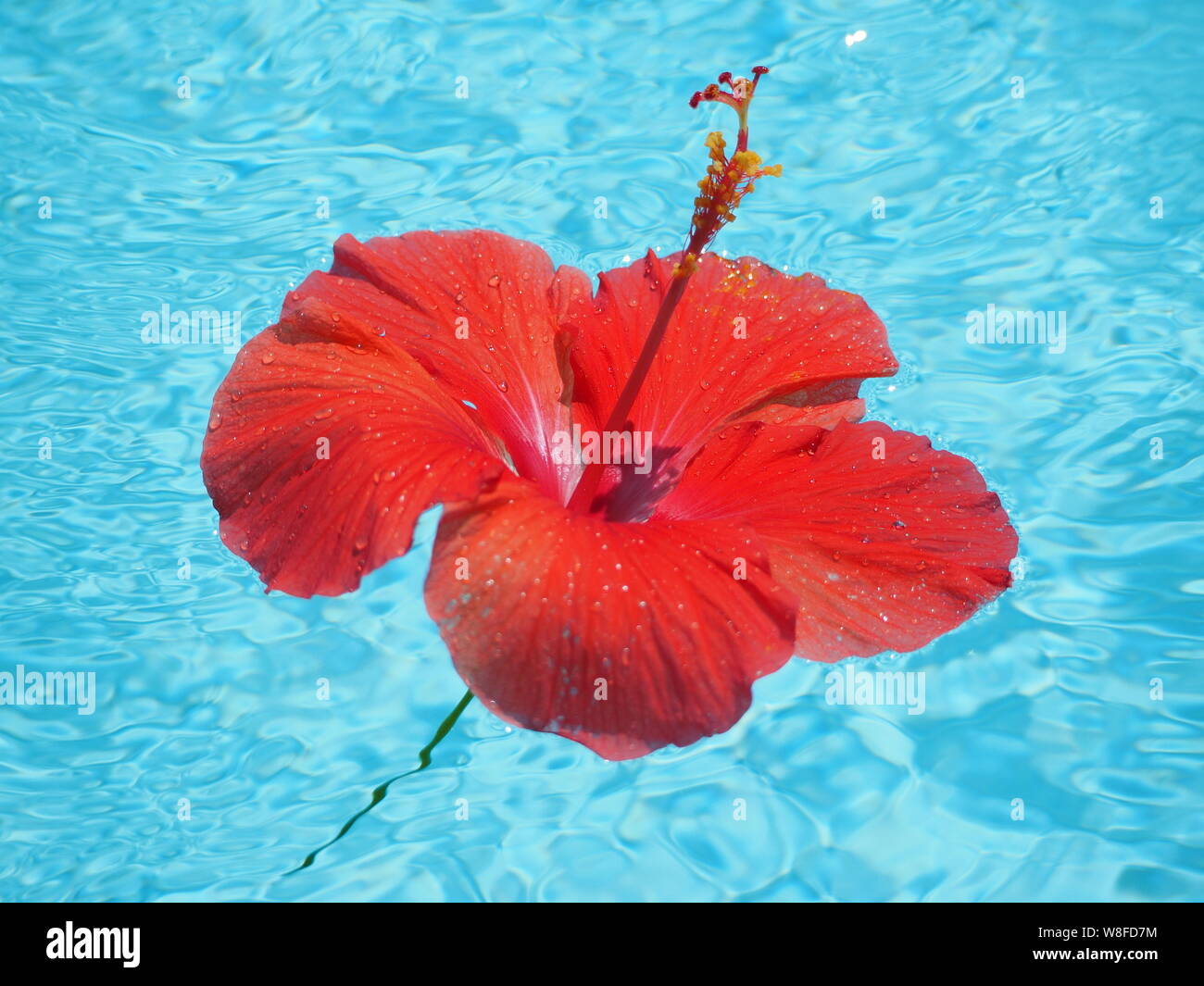 Hibiscus flor grande rojo flotando en una piscina azul. Vista superior Foto de stock