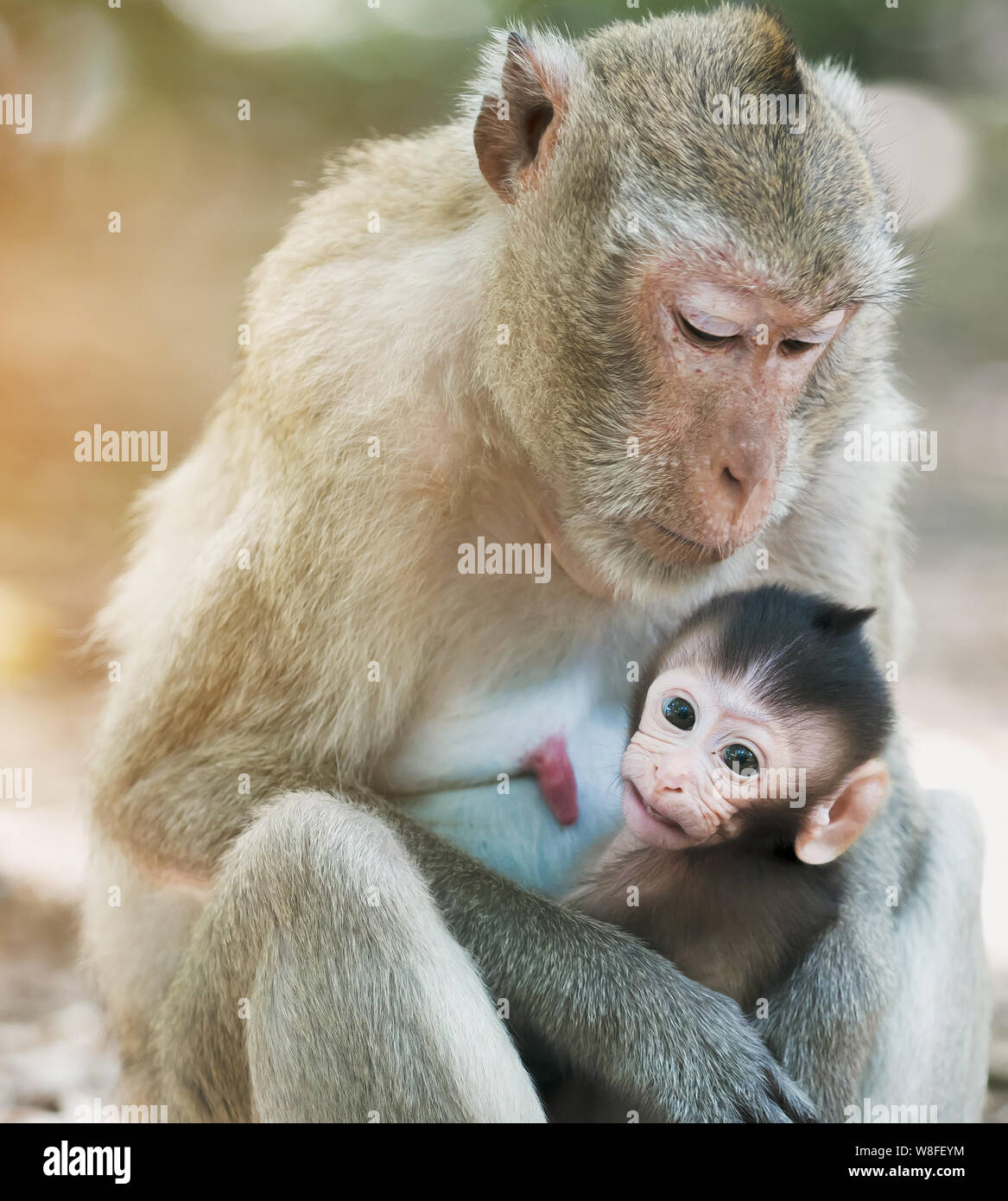 Madre mono con un mono bebé Fotografía de stock - Alamy