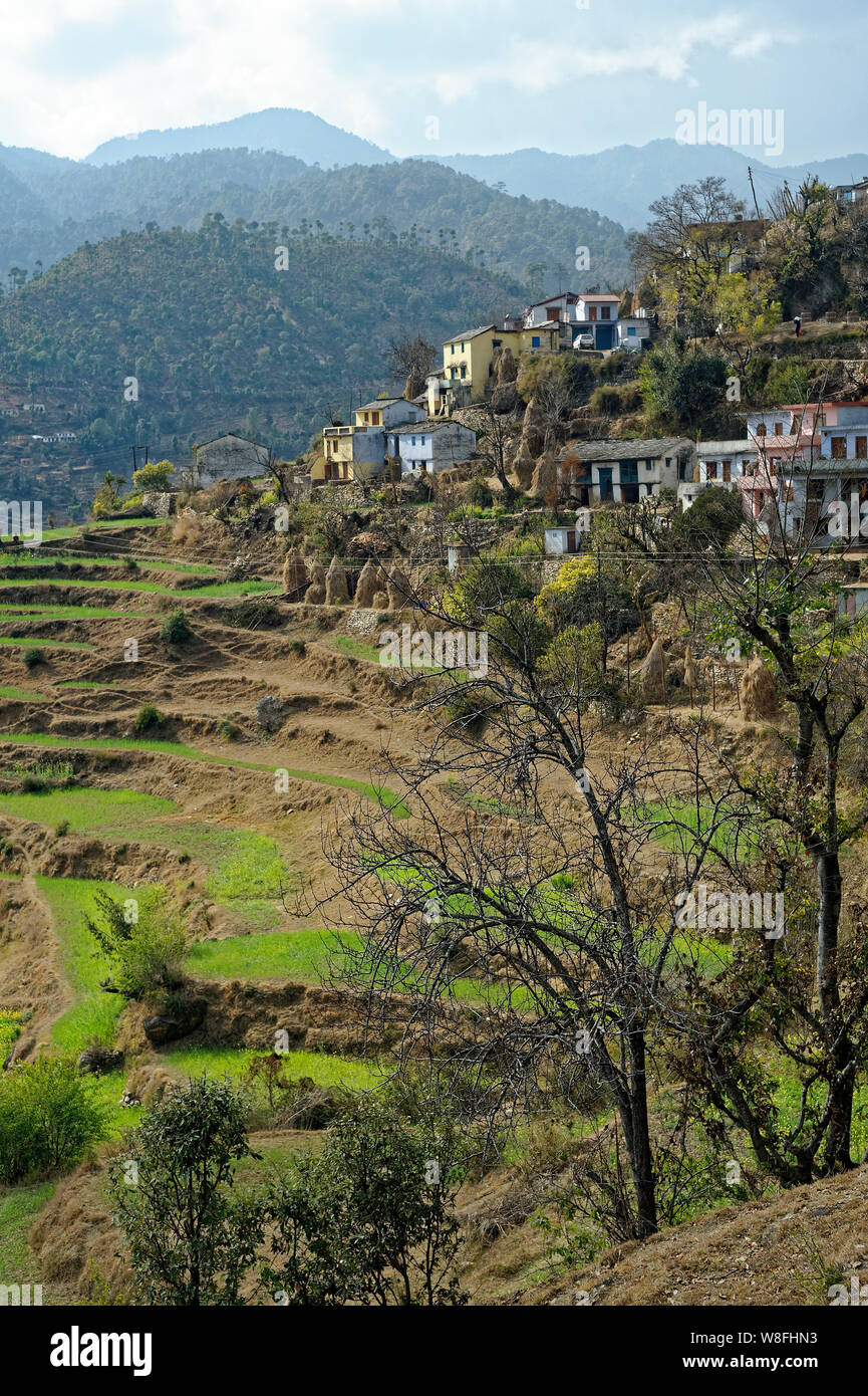 Himalaya De Casas Y Cultivos En Terrazas Foto Imagen De Stock