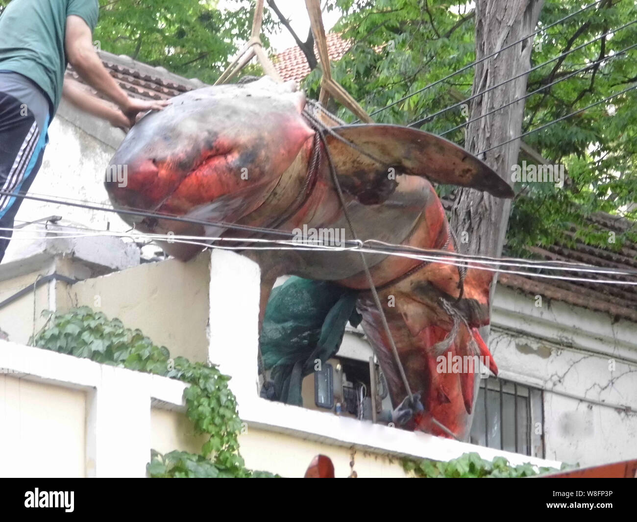 Un muerto gran tiburón blanco, de seis metros de largo y unos 500 kg de peso, es levantado por una grúa a una casa en la ciudad de Qingdao, East Chinas Shandong provi Foto de stock