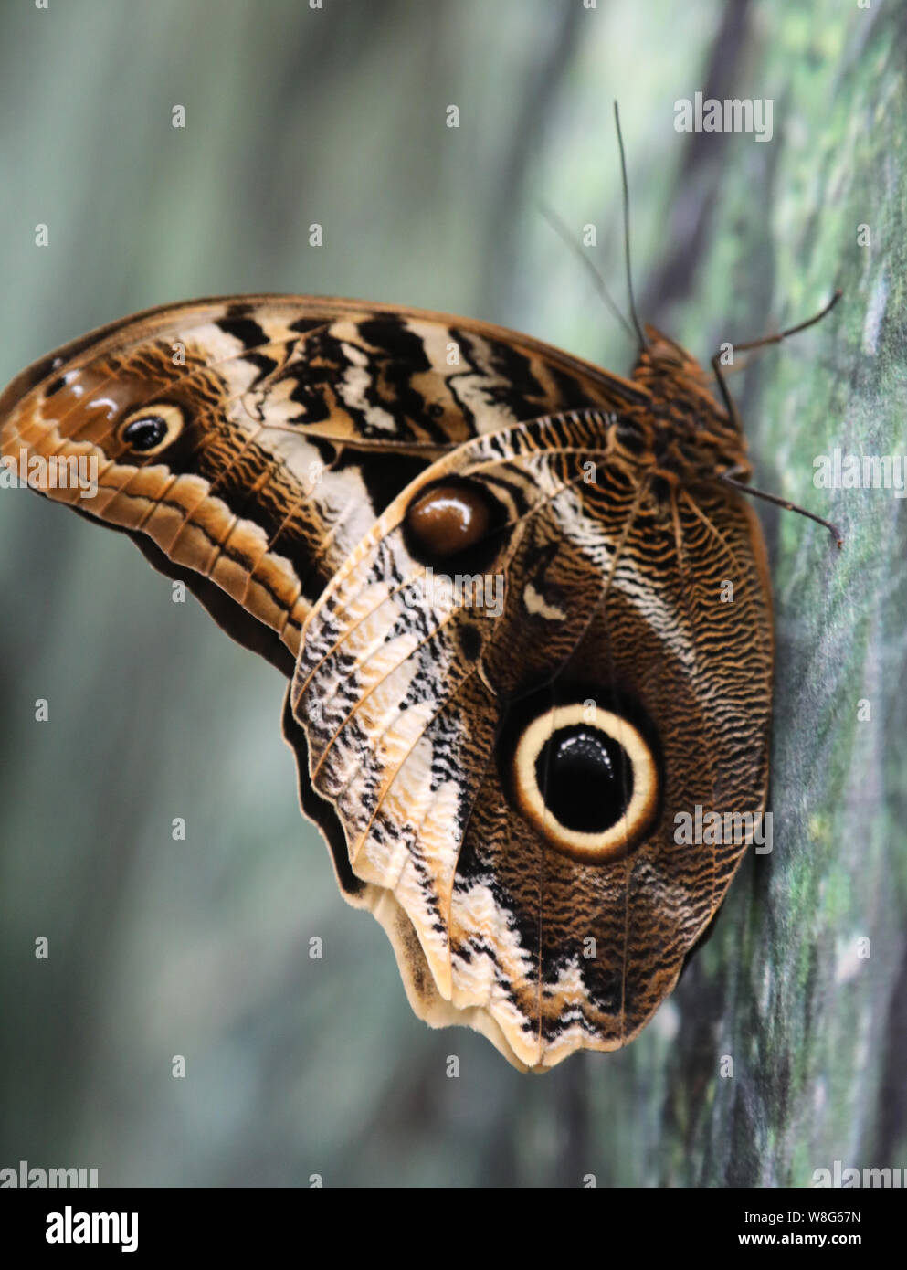 Saturnia Josephinae, la mariposa con falsos ojos en las alas