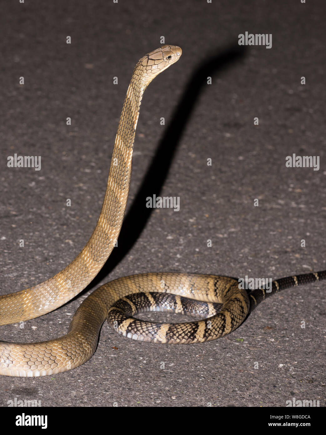 King Cobra (Ophiophagus hannah) la serpiente venenosa más grande de los mundos en una carretera de noche, Kaeng Krachan NP Tailandia Foto de stock
