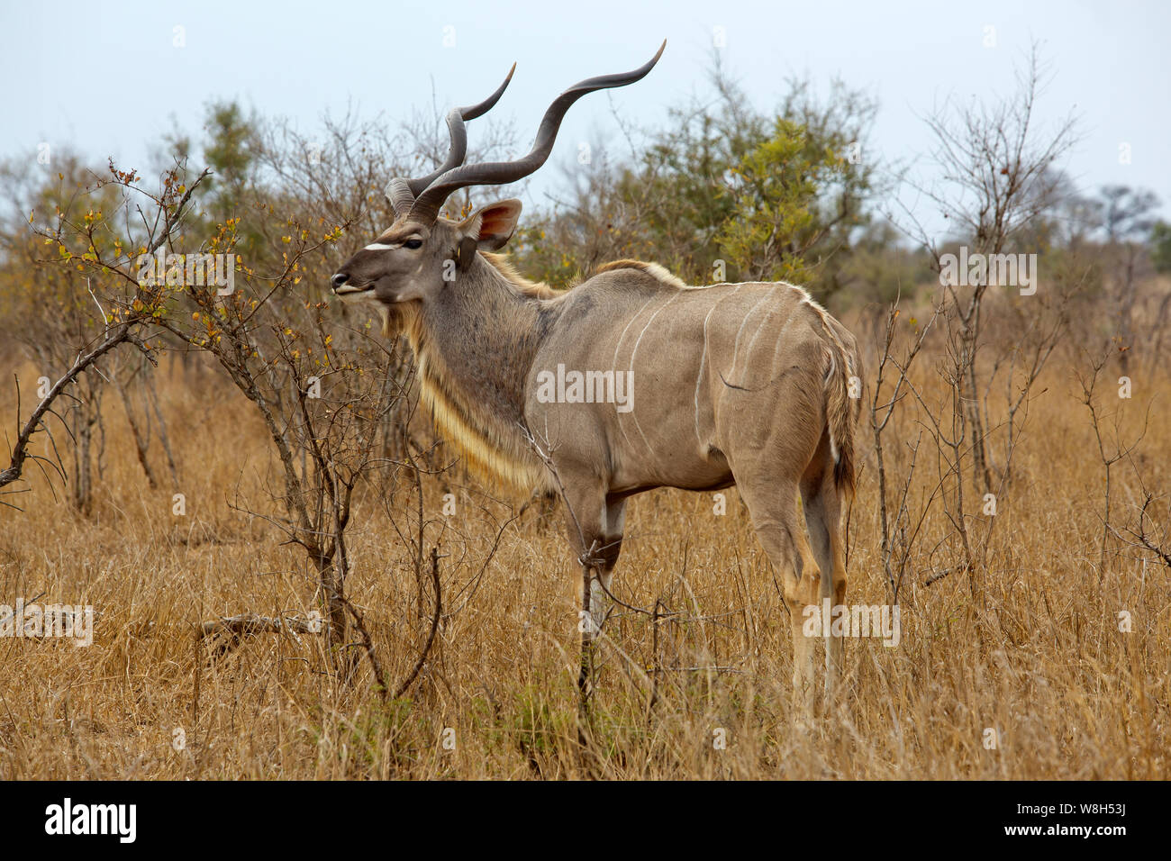 Anthelope kudu macho en el Bush en el Parque Nacional Kruger, Sudáfrica Foto de stock