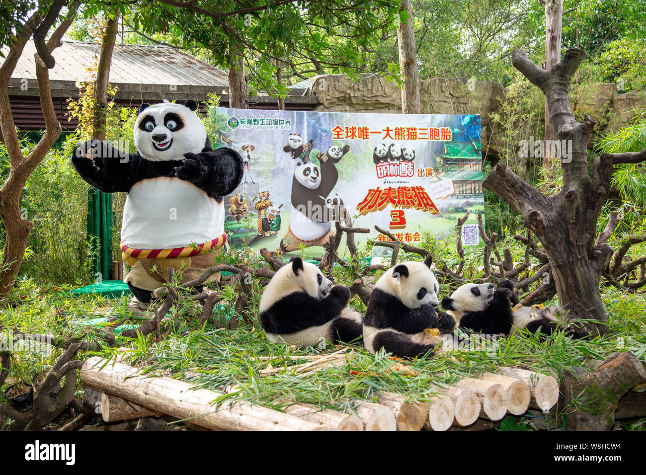 El panda trillizos Meng Meng, Shuai Shuai ku ku y comer la comida junto
