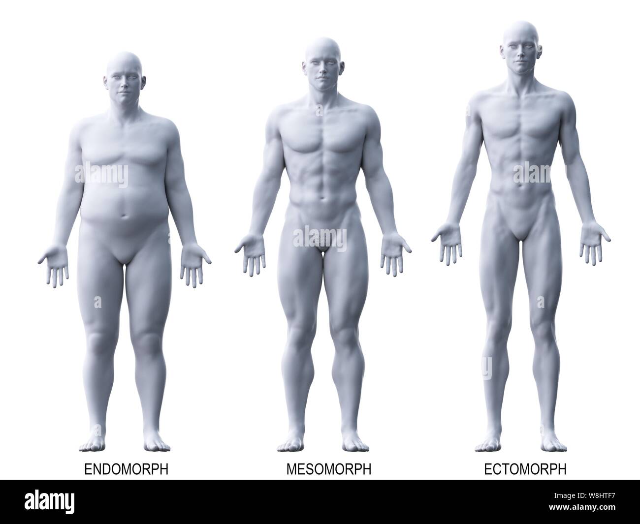 Tipos de cuerpo hombre fotografías e imágenes de alta resolución