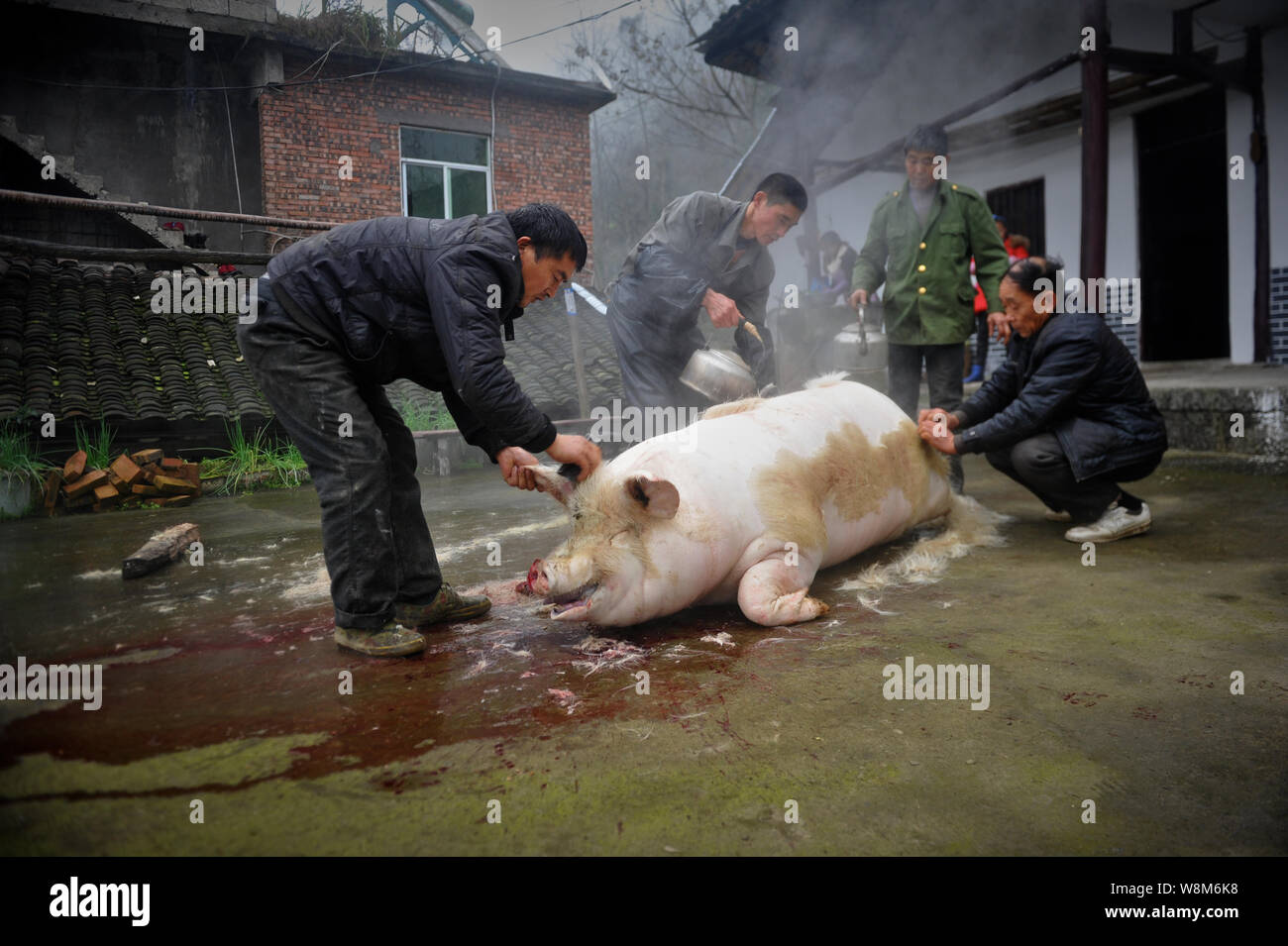 Carniceros chinos depile un cerdo en la casa de un aldeano en preparación para el próximo Año Nuevo Lunar chino, también conocido como el Festival de Primavera, en Wulo Foto de stock