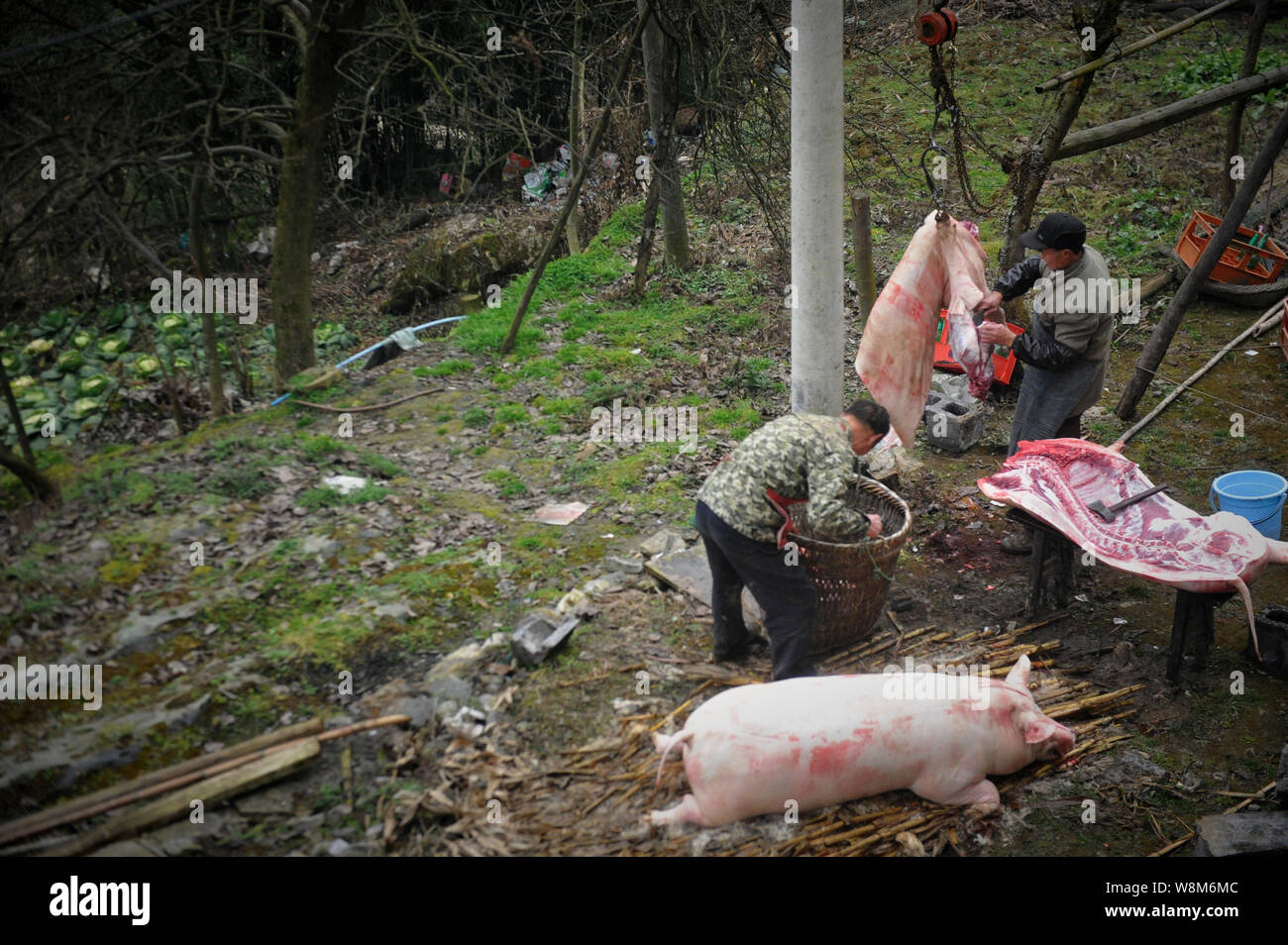 Carniceros chinos un cerdo cortada en pedazos junto a otro en la casa de un aldeano en preparación para el próximo Año Nuevo Lunar chino, también conocido como el Foto de stock