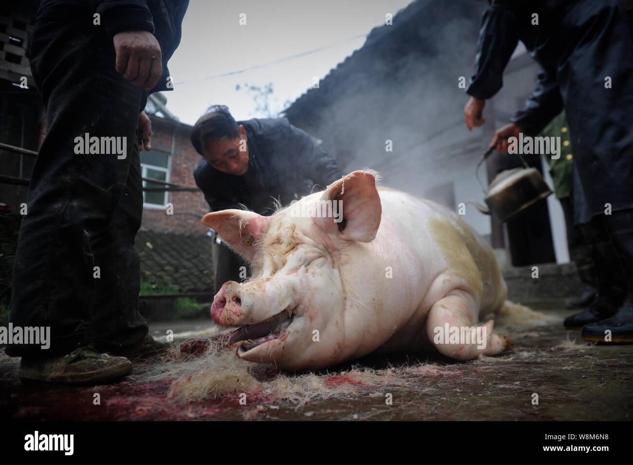 Carniceros chinos depile un cerdo en la casa de un aldeano en preparación para el próximo Año Nuevo Lunar chino, también conocido como el Festival de Primavera, en Wulo Foto de stock