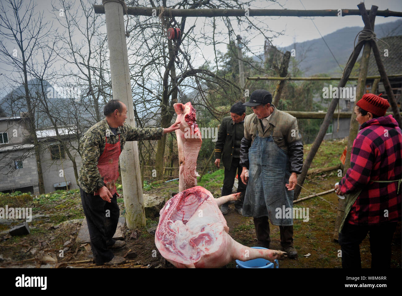 Carniceros chinos mirar las mitades de un cerdo en la casa de un aldeano en preparación para el próximo Año Nuevo Lunar chino, también conocida como la primavera Festiva Foto de stock