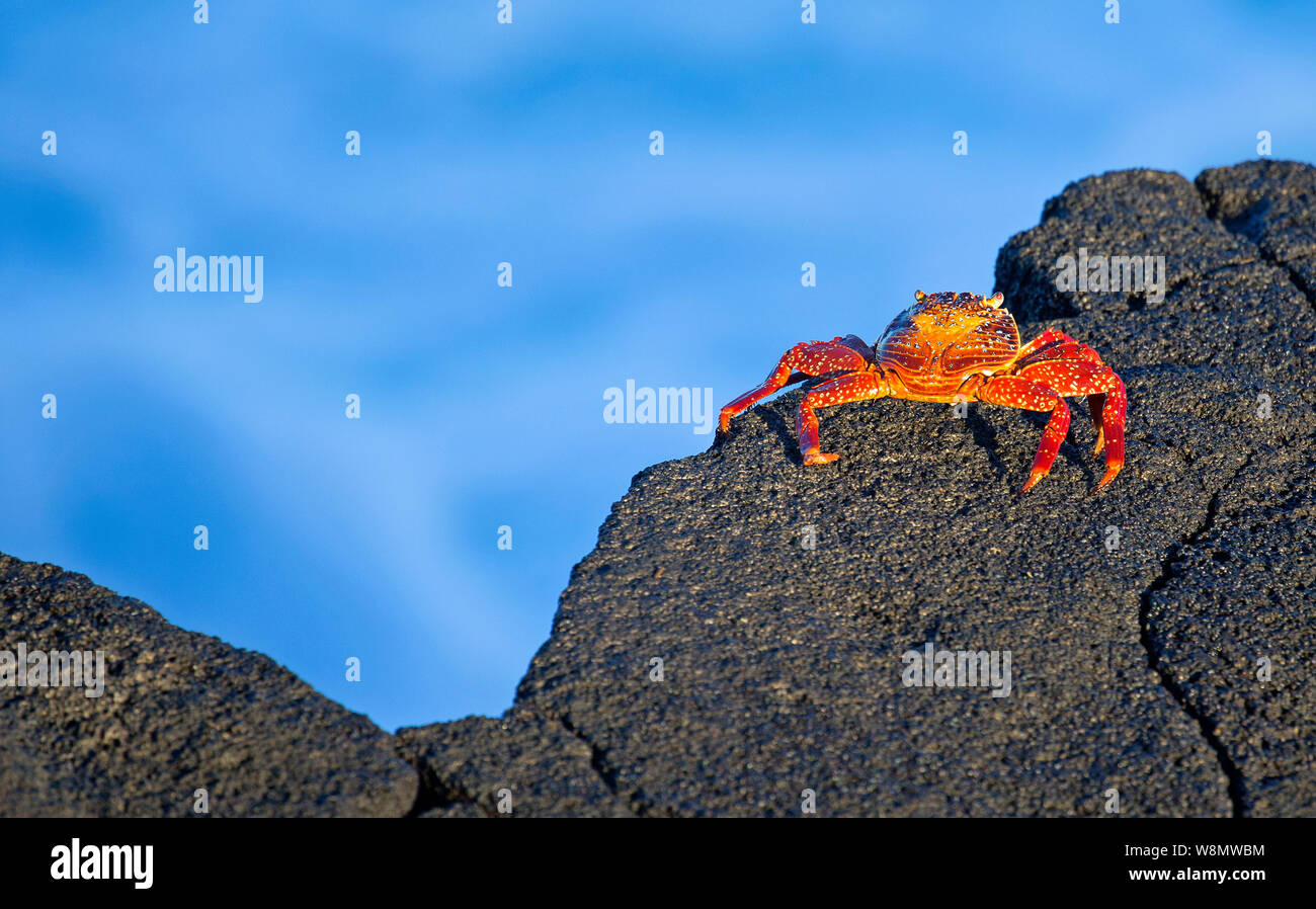 Cangrejos Sally Lightfoot caminar sobre la roca de la lava, Islas Galápagos Foto de stock