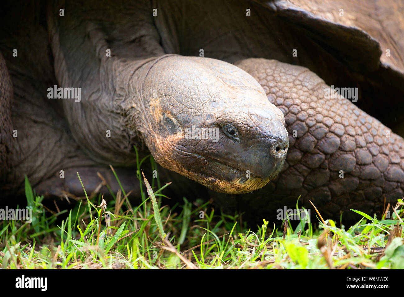 Tortuga Gigante de las islas Galápagos closeup Foto de stock