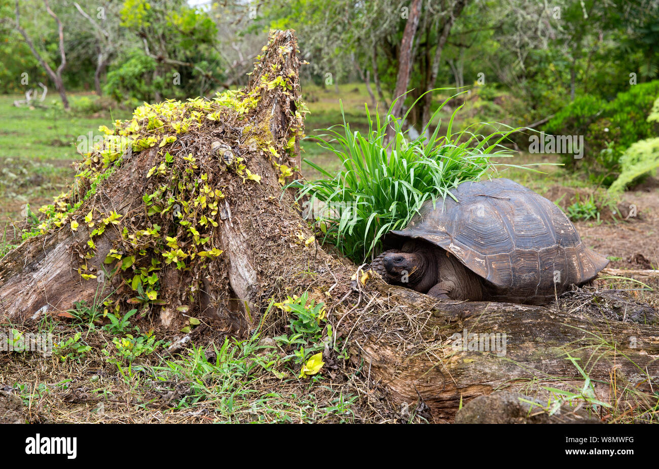 Tortuga Gigante de las islas Galápagos closeup Foto de stock