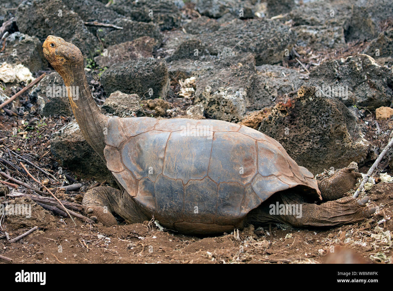 Diego la famosa tortuga de la isla Santa Cruz, Ecuador Foto de stock