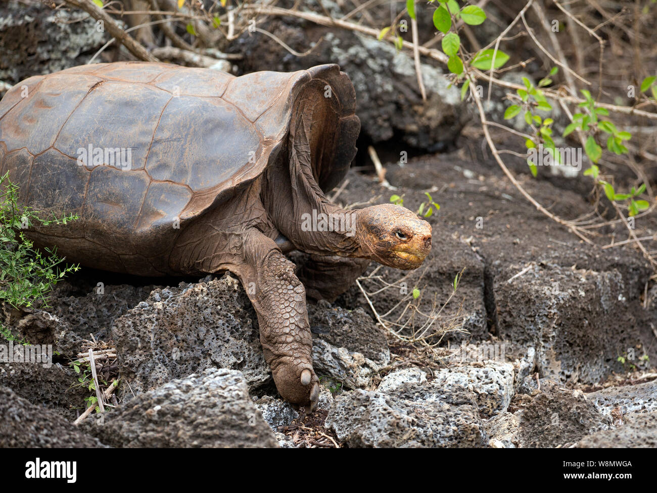 Diego la famosa tortuga de la isla Santa Cruz, Ecuador Foto de stock