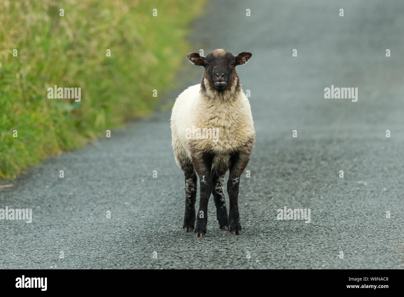 Swaledale bleating cordero, después de la separación de su madre y deambulan solos en una carretera. Swaledale ovejas son nativas de North Yorkshire, Inglaterra, Reino Unido. Foto de stock