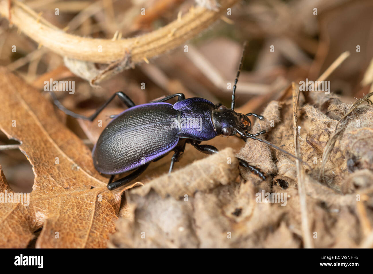 Tierra violeta beetle (escarabajo violaceus) en Surrey, Reino Unido Foto de stock