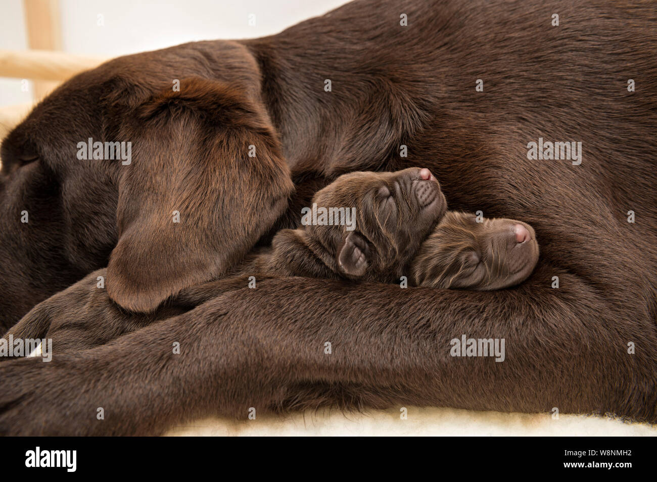 Dos Cachorros Labrador Chocolate recién nacido por su madre lado Fotografía  de stock - Alamy