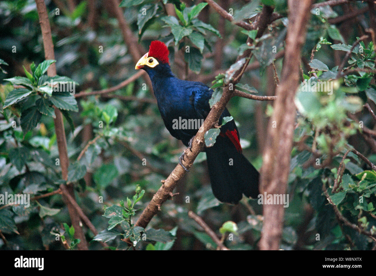 Señora ROSS TURACO de Musophaga rossae endémica de la Cuenca del Congo, en África. Foto de stock