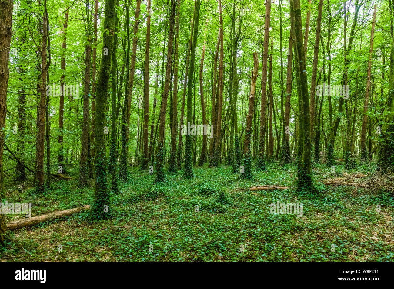 Verano verde bosque en el condado de Mayo, en el oeste de Irlanda Foto de stock
