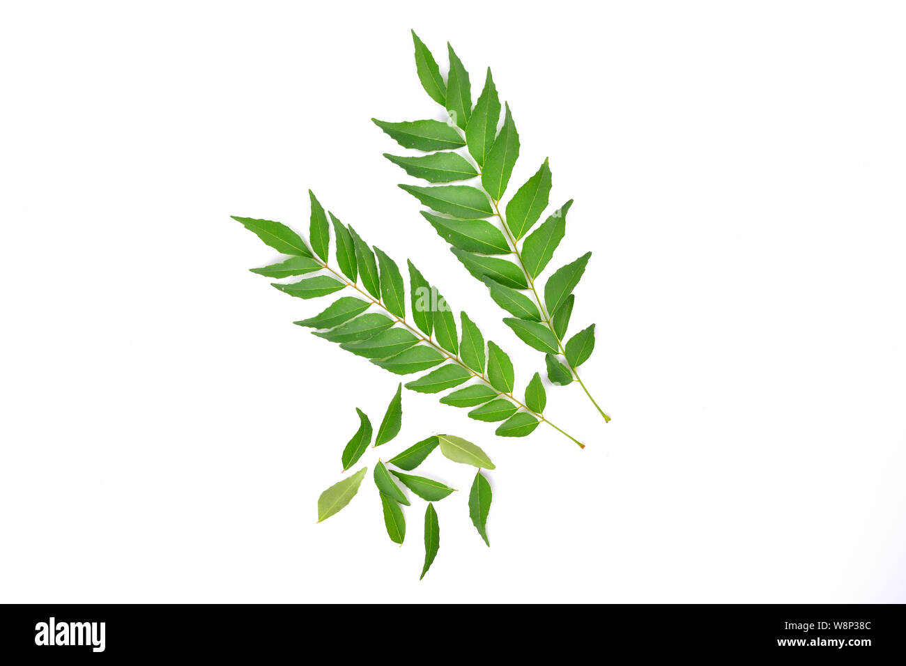 Hoja de Curry aislado sobre fondo blanco Fotografía de stock - Alamy