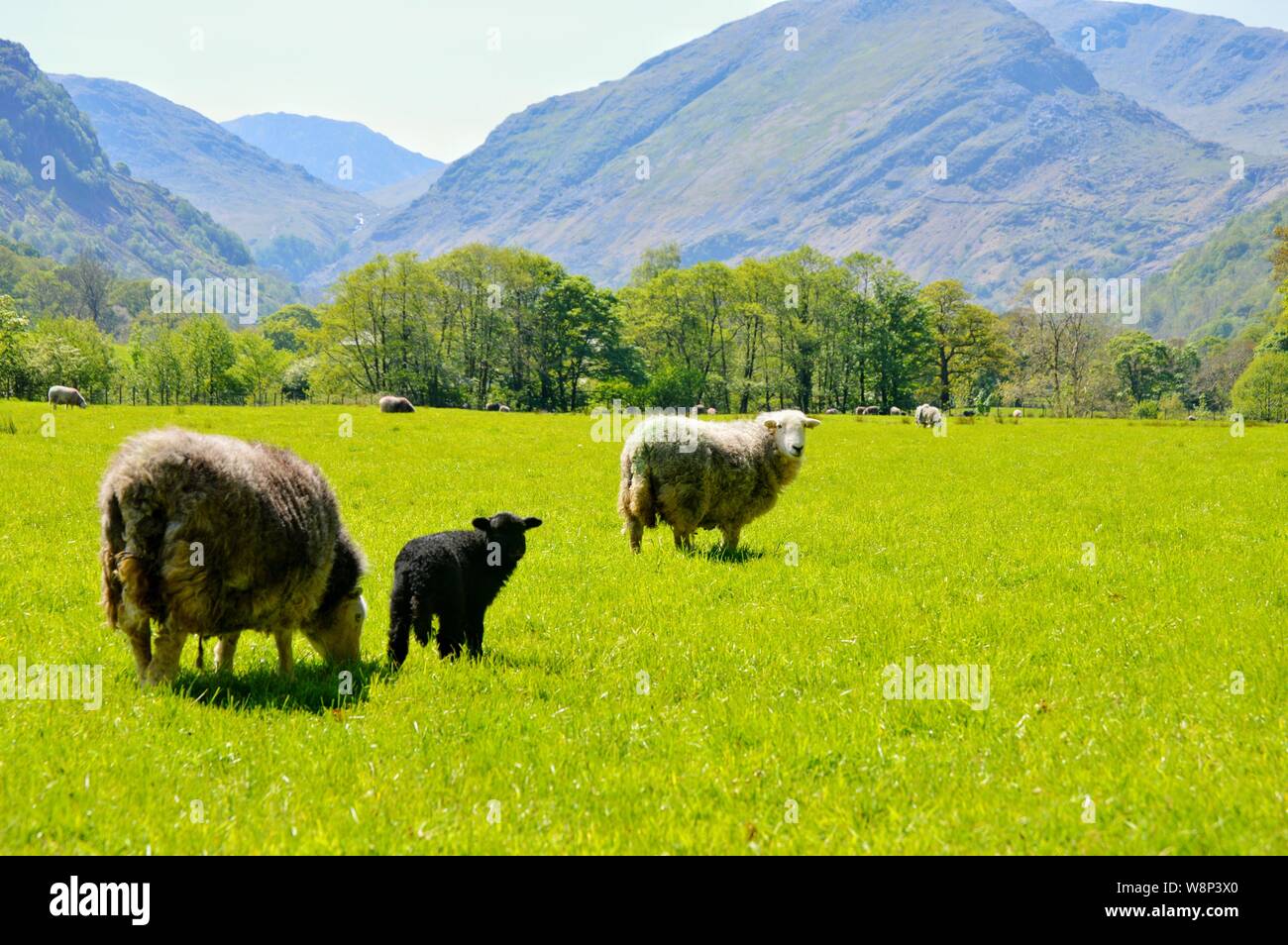 Herdwick Sheep en Borrowdale Foto de stock