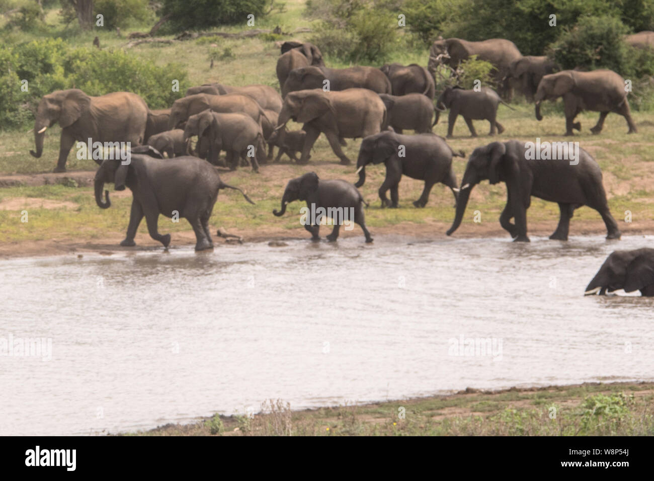 Un desfile de elefantes disfruta jugando cerca de un riego espera en el Parque Nacional Kruger Foto de stock