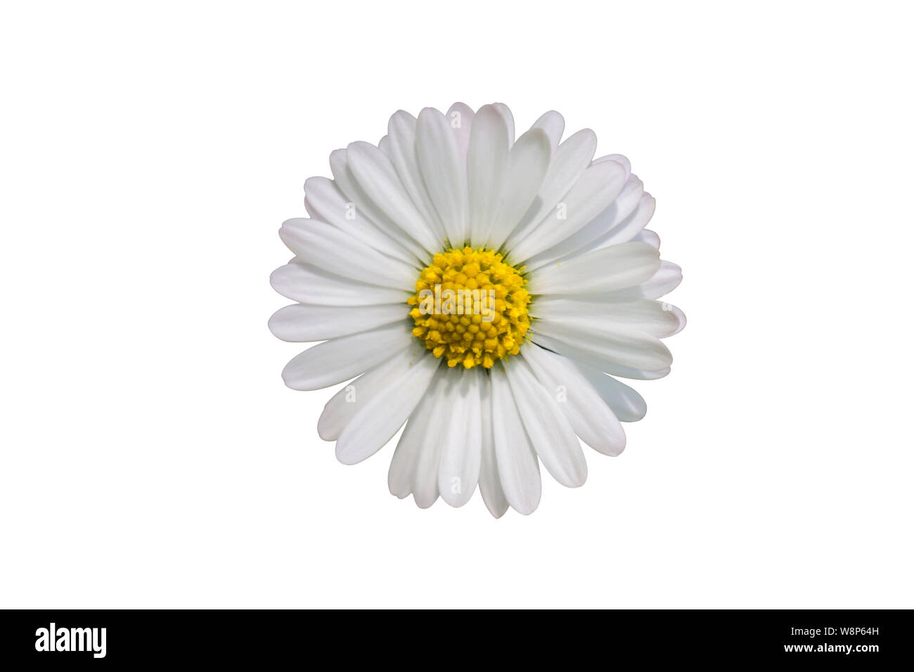 Única flor Margarita aislado sobre fondo blanco. Foto de stock