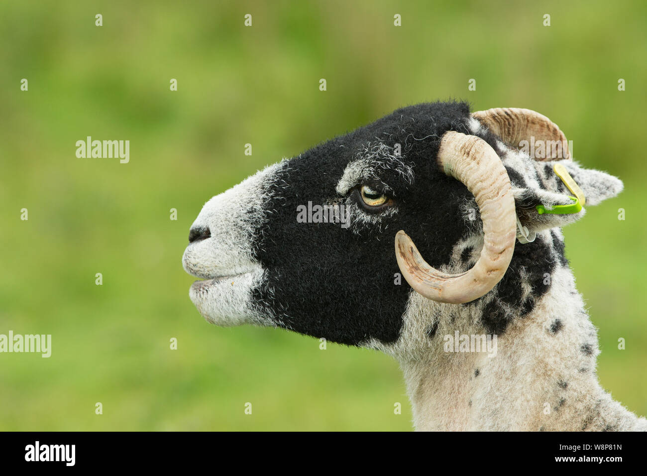 Swaledale oveja con lana de esquila y curly cuernos. Cerca, la cabeza y los hombros. Mirando a la izquierda. Limpio, fondo verde paisaje, espacio para copiar Foto de stock