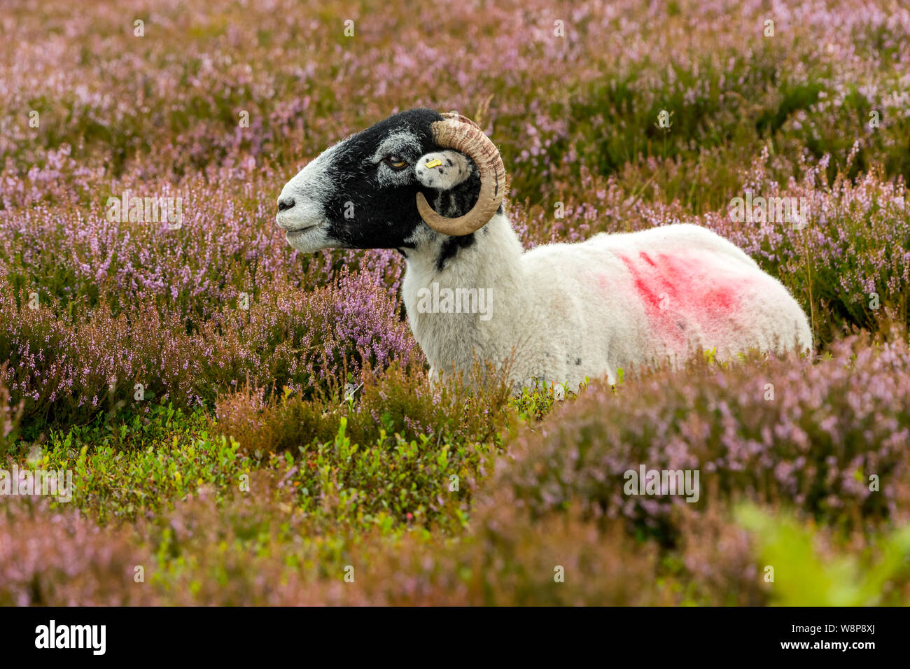 Swaledale oveja con lana de esquila y curly cuernos. Sentado en púrpura brillante en un grousemoor Heather. Paisaje, horizontal. Espacio para copiar. Foto de stock