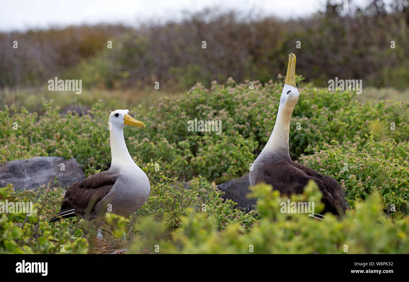 Las aves capturadas de albatros en las Islas Galápagos Foto de stock
