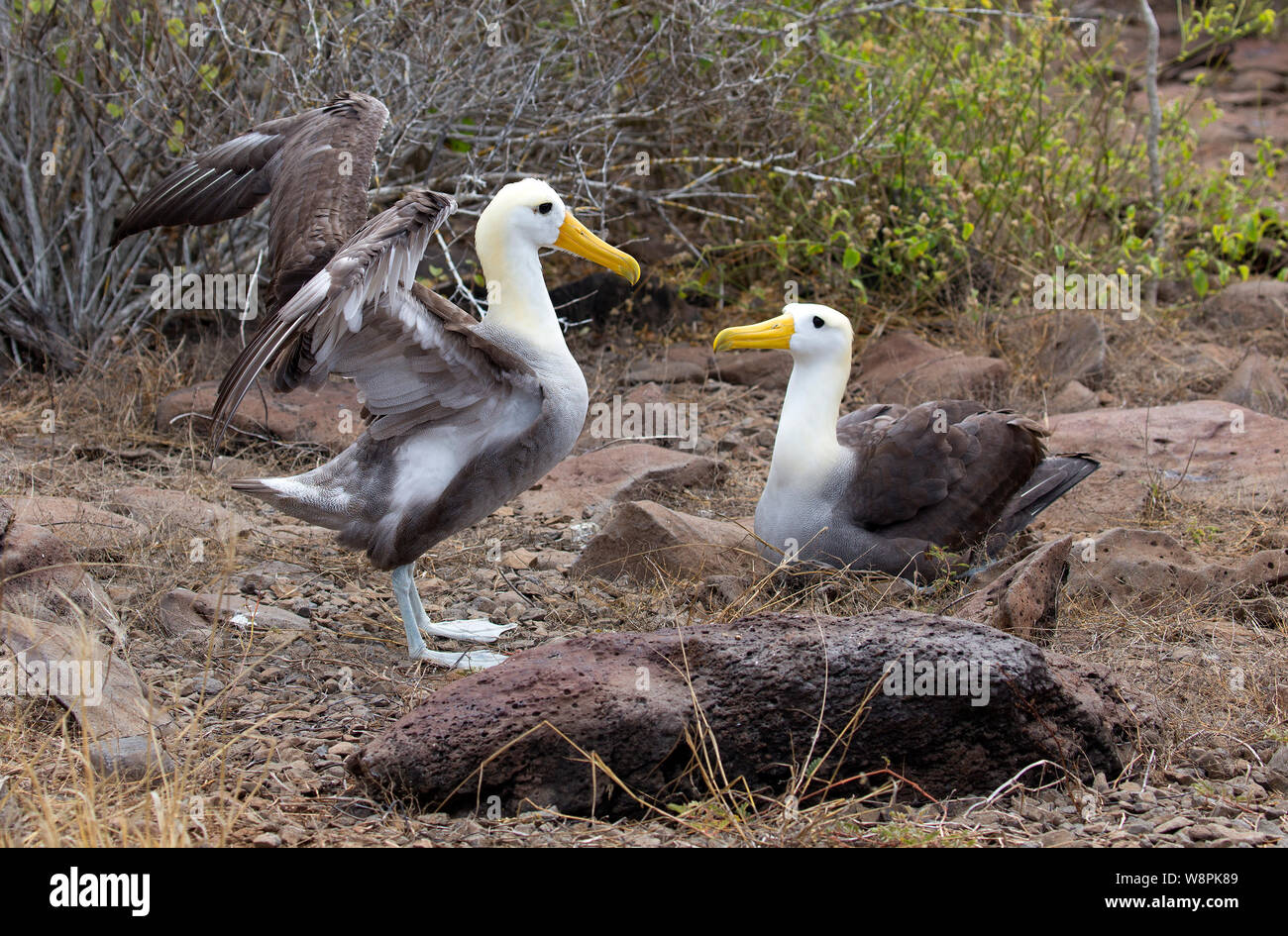 Las aves capturadas de albatros en las Islas Galápagos Foto de stock