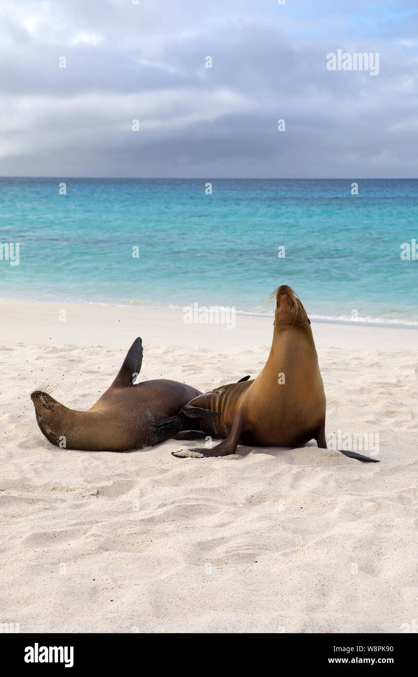Lobos marinos de Galapagos tomadas en la playa Foto de stock