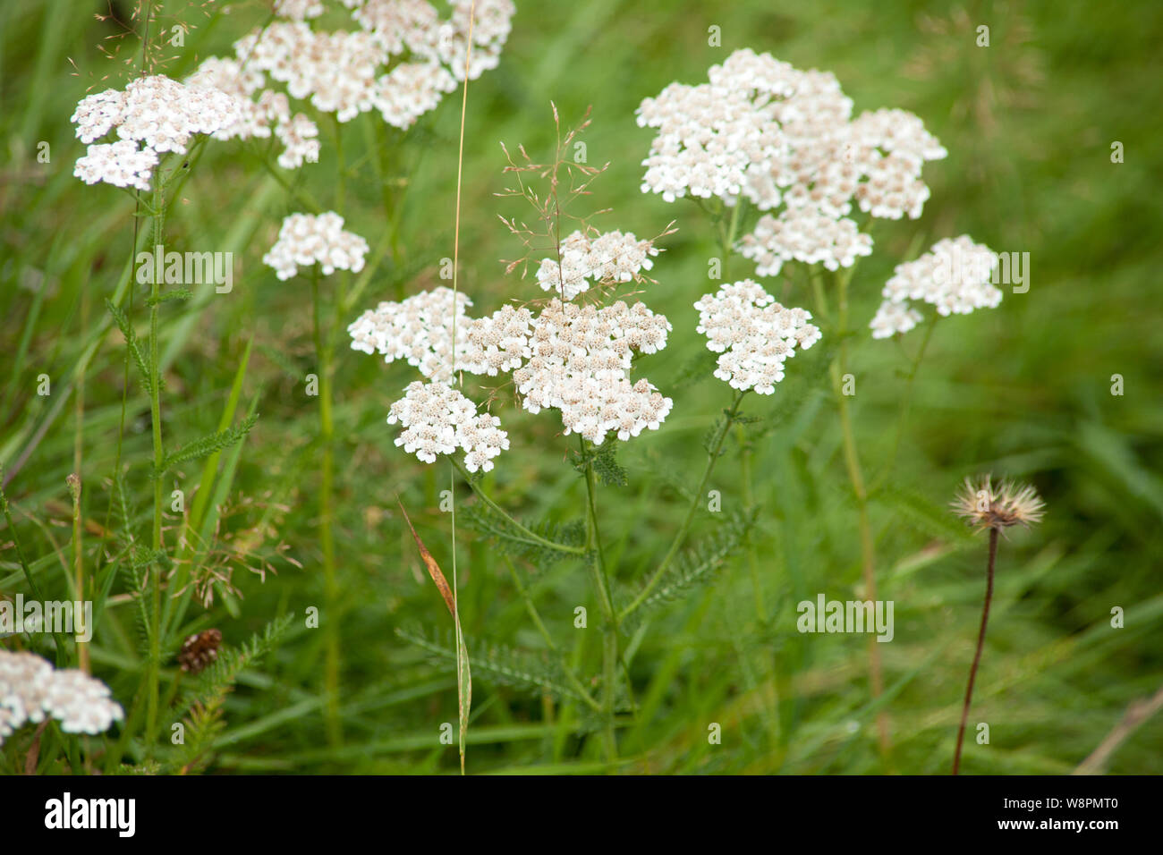 Achillea millefolium milenrama común planta en pradera Foto de stock