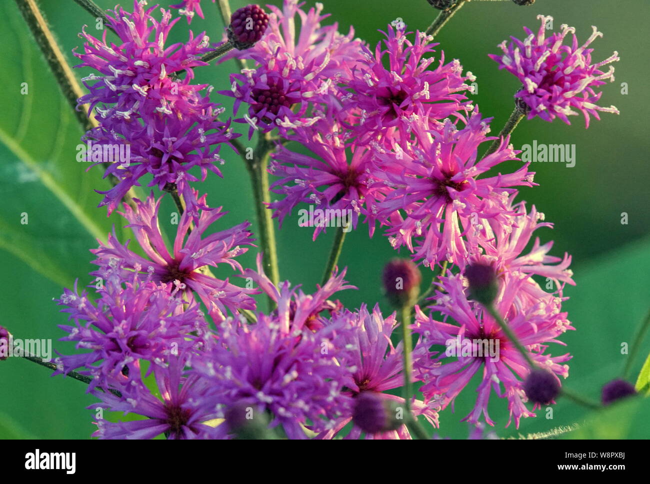 Flores púrpura Foto de stock