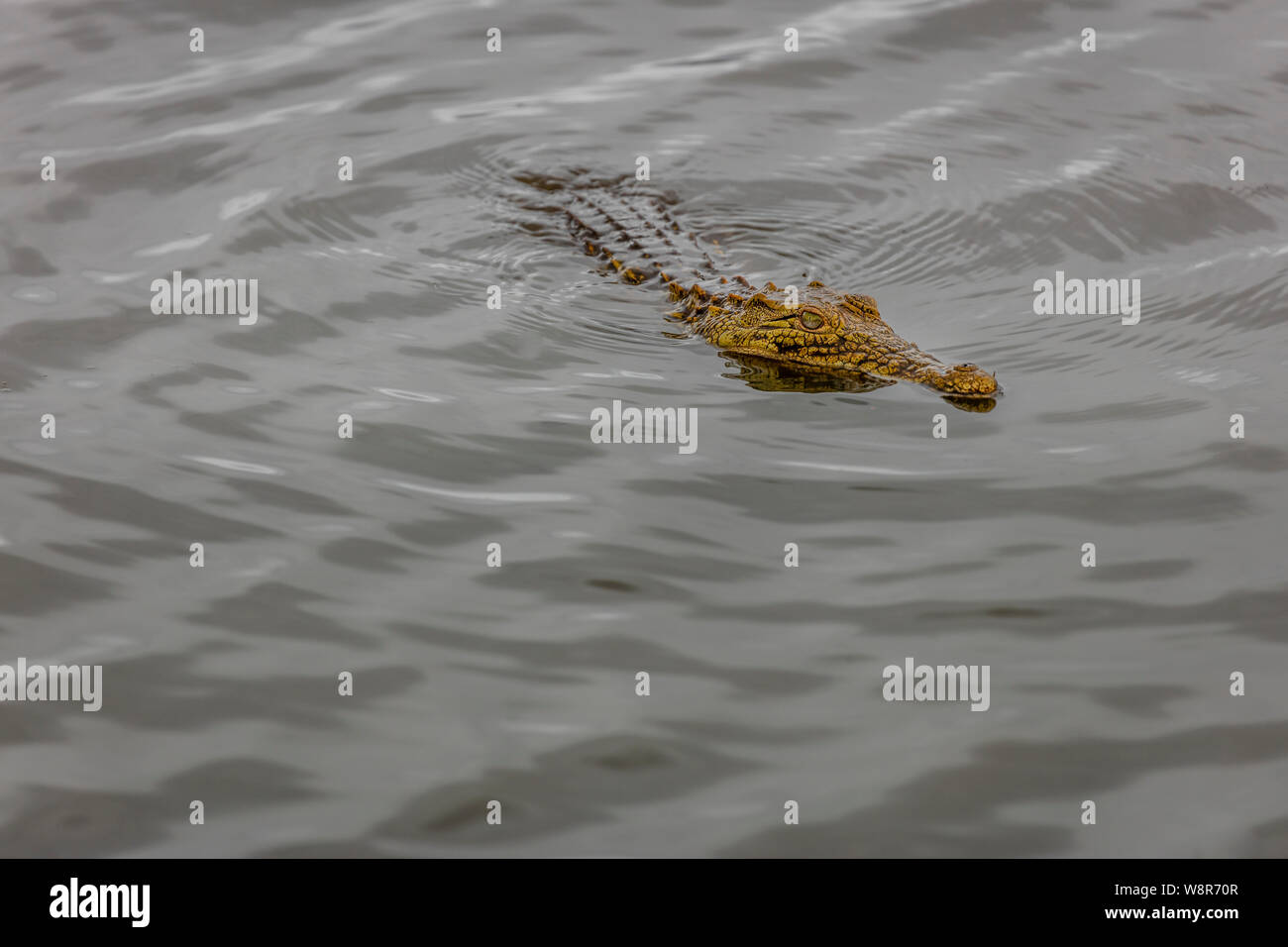 Un cocodrilo en el Parque Nacional Kruger, Sudáfrica Foto de stock