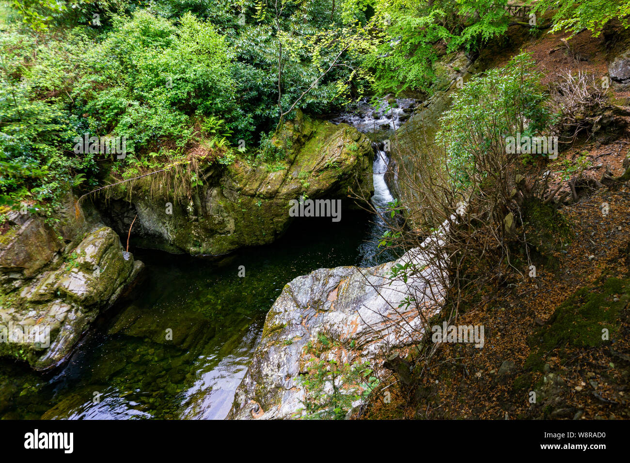 Árboles, lagos y arroyos en Tollymore Park, Irlanda Foto de stock