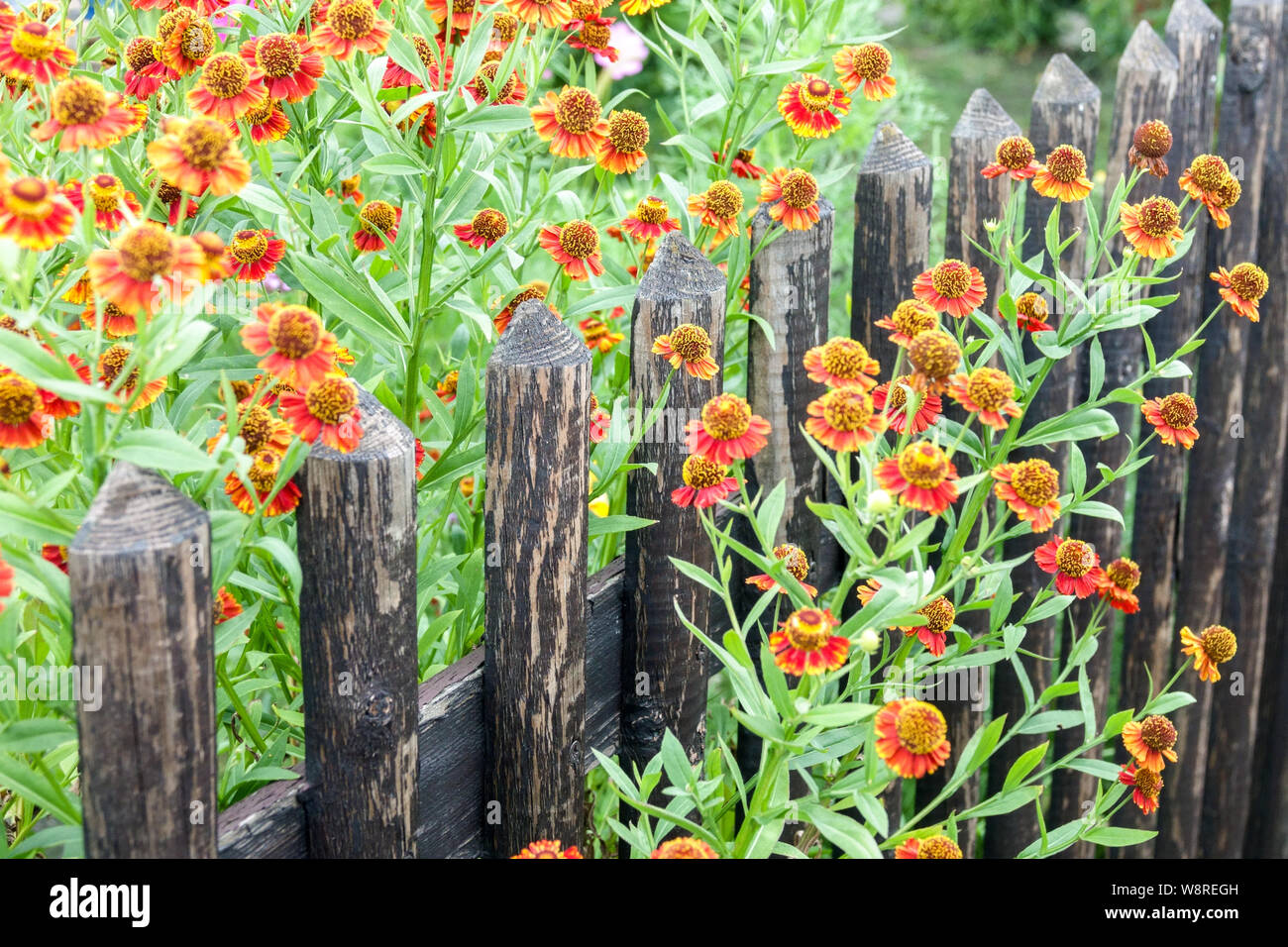 Flores Helenium creciendo en la valla de madera del jardín rural Foto de stock