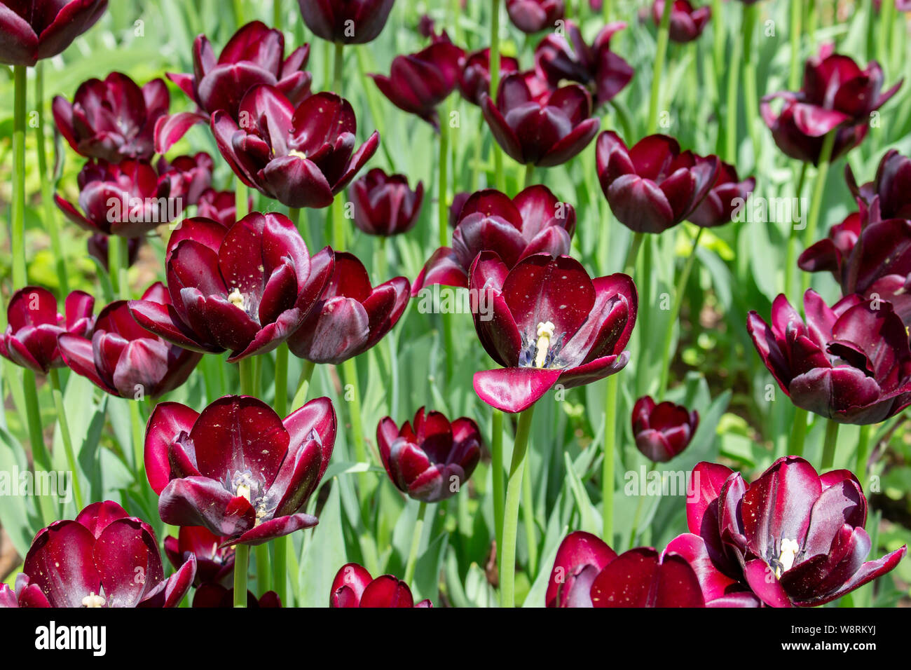 Borgoña Vino de color rojo oscuro de los tulipanes, flores de jardín cultivado tulipanes varietal de color oscuro casi negro fondo tulipanes Fotografía de stock - Alamy Borgoña Vino de color rojo oscuro de los tulipanes, flores de jardín cultivado tulipanes varietal de color oscuro casi negro fondo tulipanes Fotografía de stock - Alamy